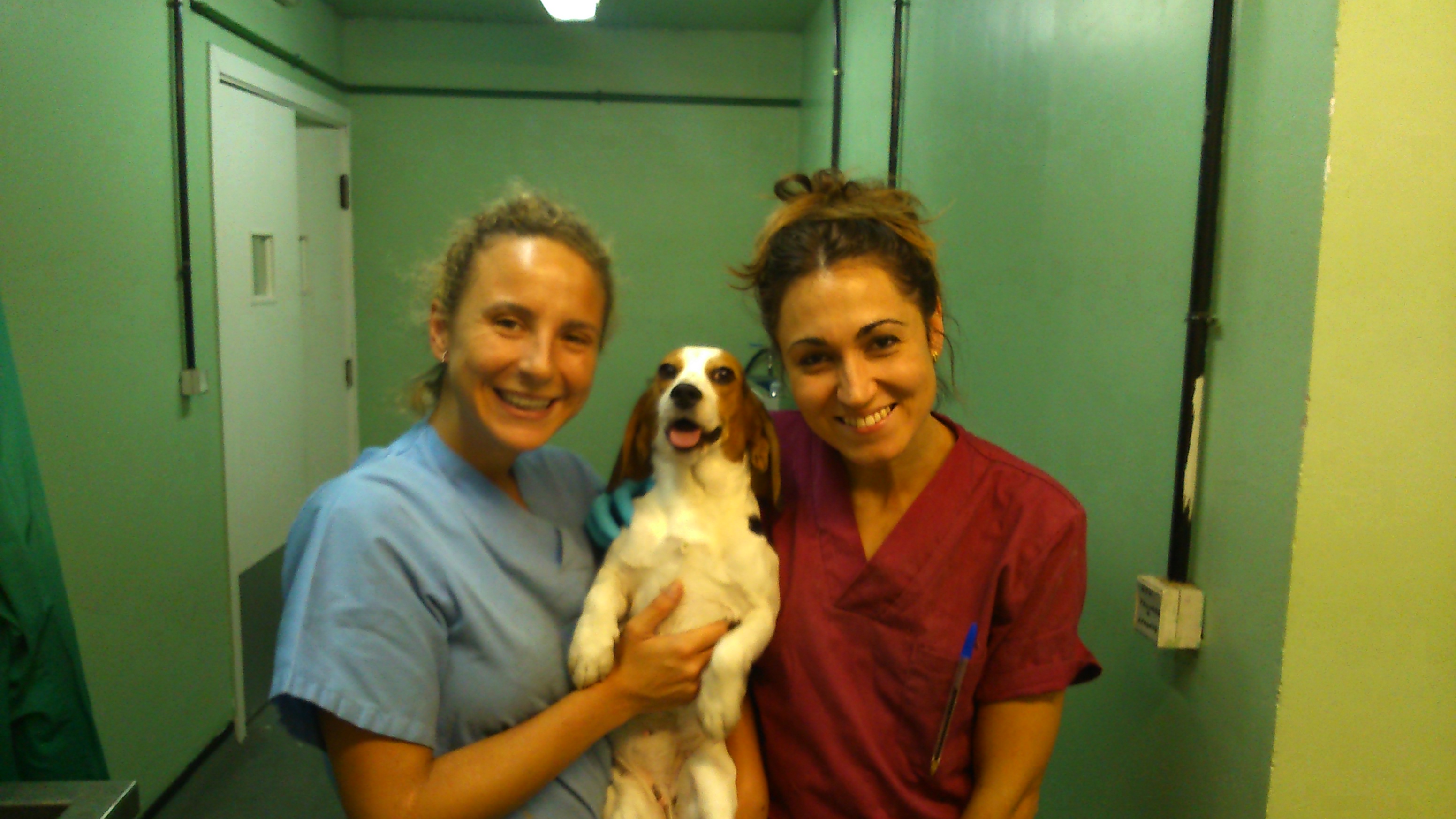 El equipo del Dr. Alunda describe la dinámica de producción de anticuerpos frente a Leishmania en perros